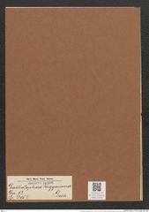 Grammatophora puiggariana Grun. (de-Toni-Nr.: Genus 93, Species 3054) Zeichnungen Sammlung Grunow Mappe 03239 (Herbarium_W_Grunow_drawings_Folder_03239)